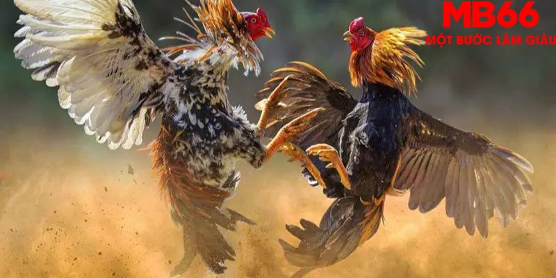 Tham gia đá gà cựa dao vô cùng đặc sắc 